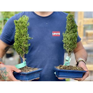 Cyprus vždyzelený (Cupressus sempervirens) - výška 30+ cm, BONSAJ MISA